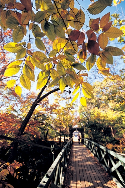 Bridge